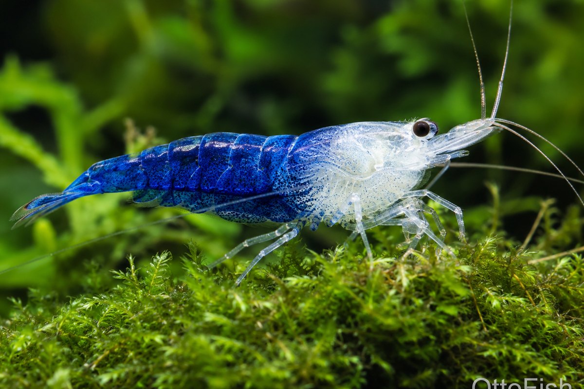 Креветка Blue Bolt