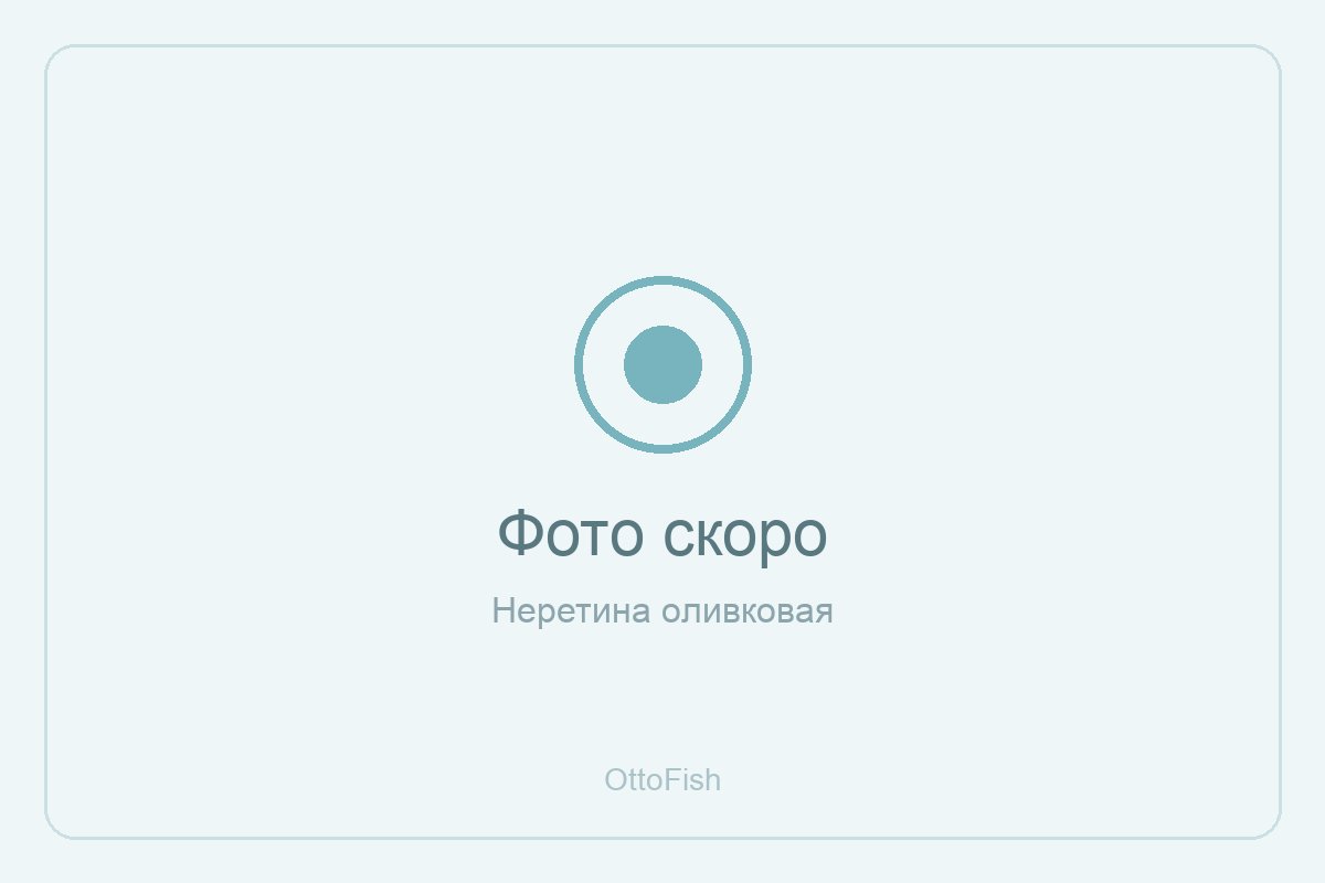 Неретина оливковая