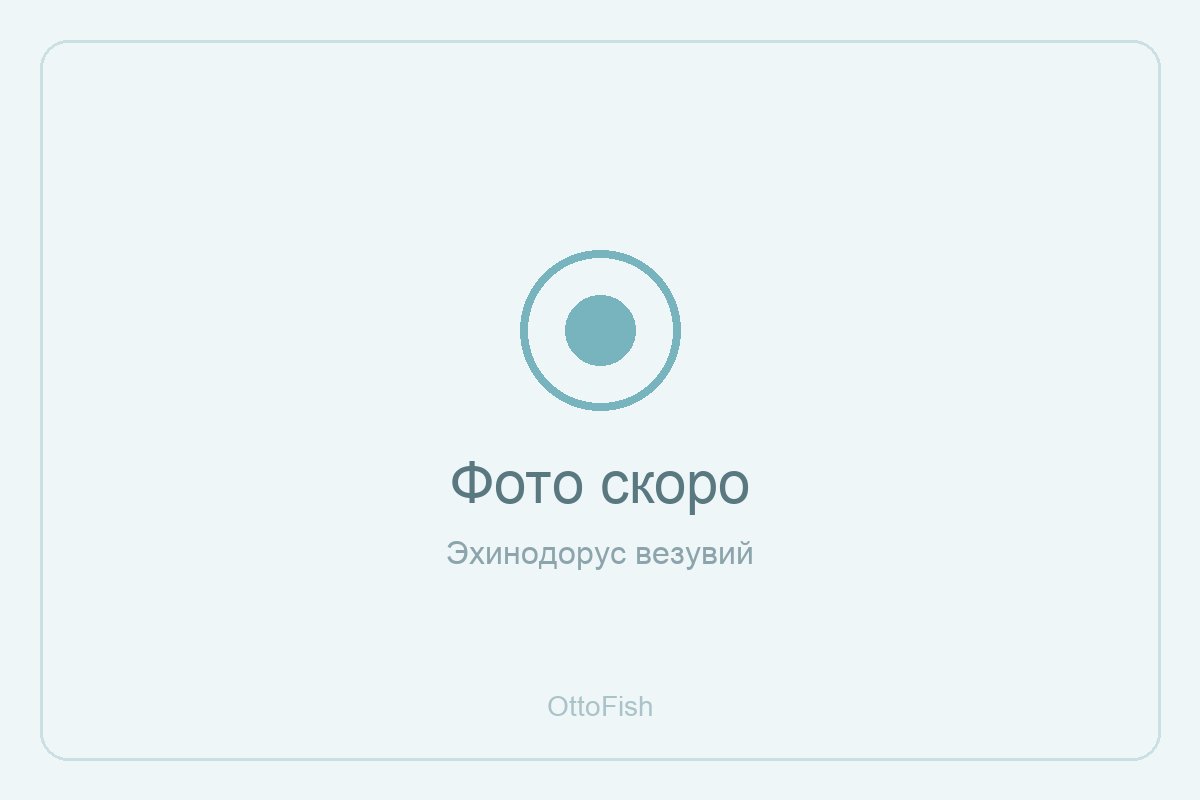 Эхинодорус везувий