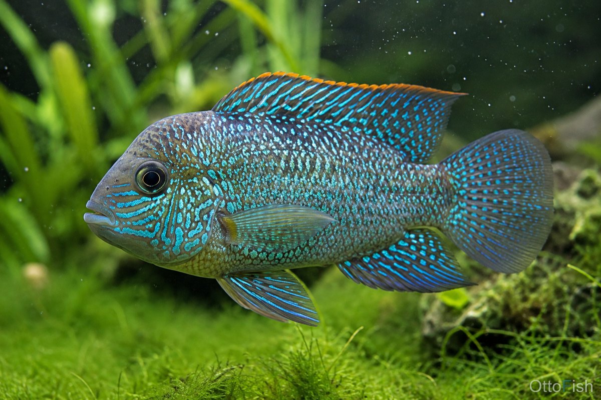 Акара бирюзовая (Andinoacara rivulatus)