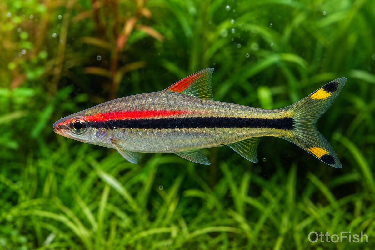 Барбус денисони (Sahyadria denisonii)