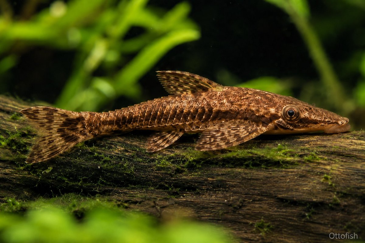 Гипоптопома (Hypoptopoma gulare)