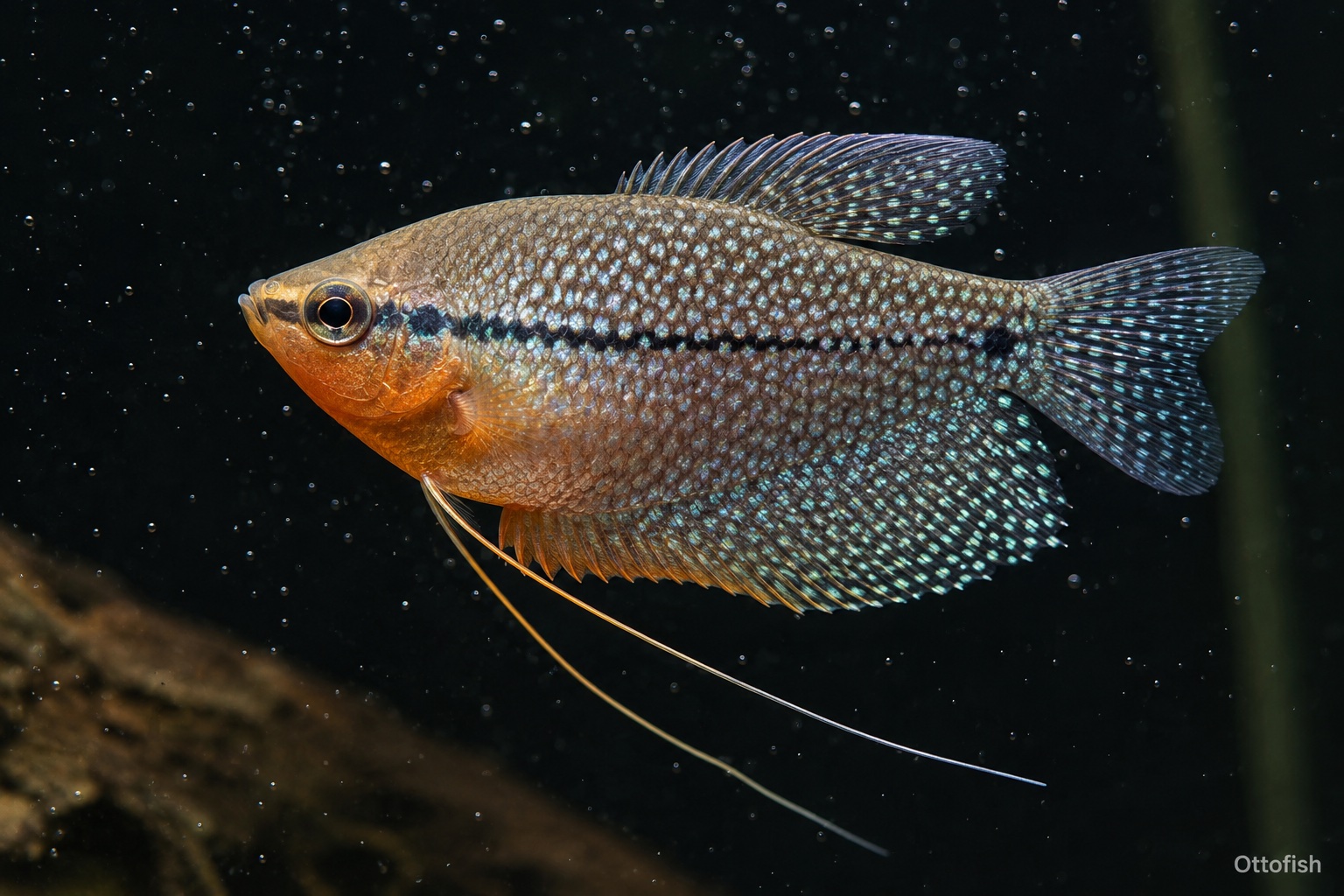 Гурами жемчужный (Trichopodus leerii)