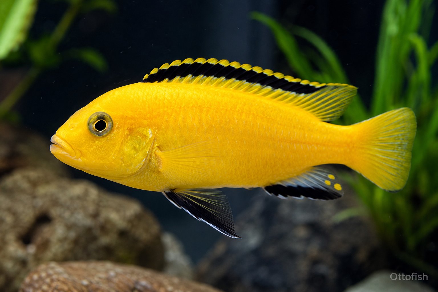 Лабидохромис Еллоу (Labidochromis caeruleus)