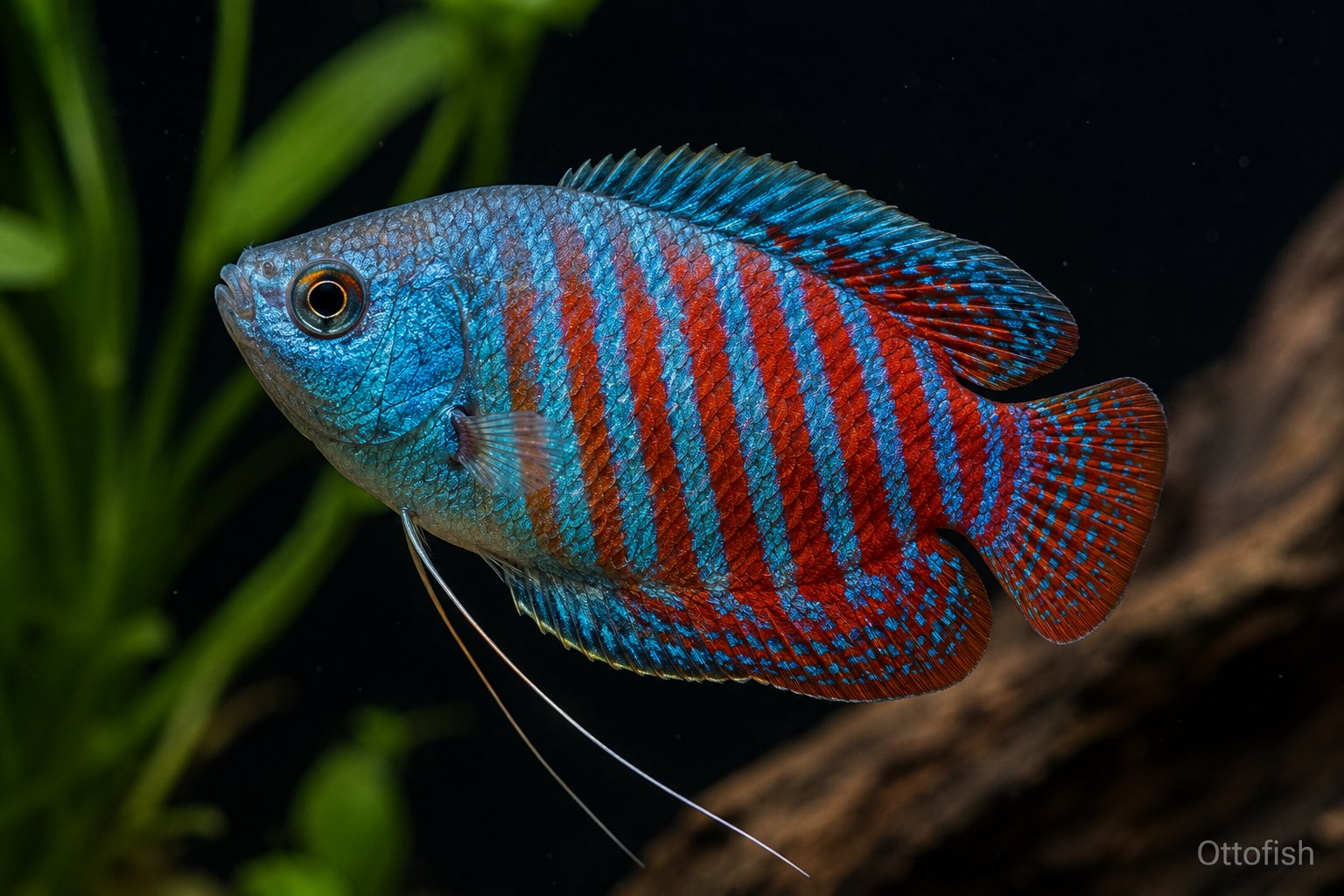Лялиус (Trichogaster lalius)