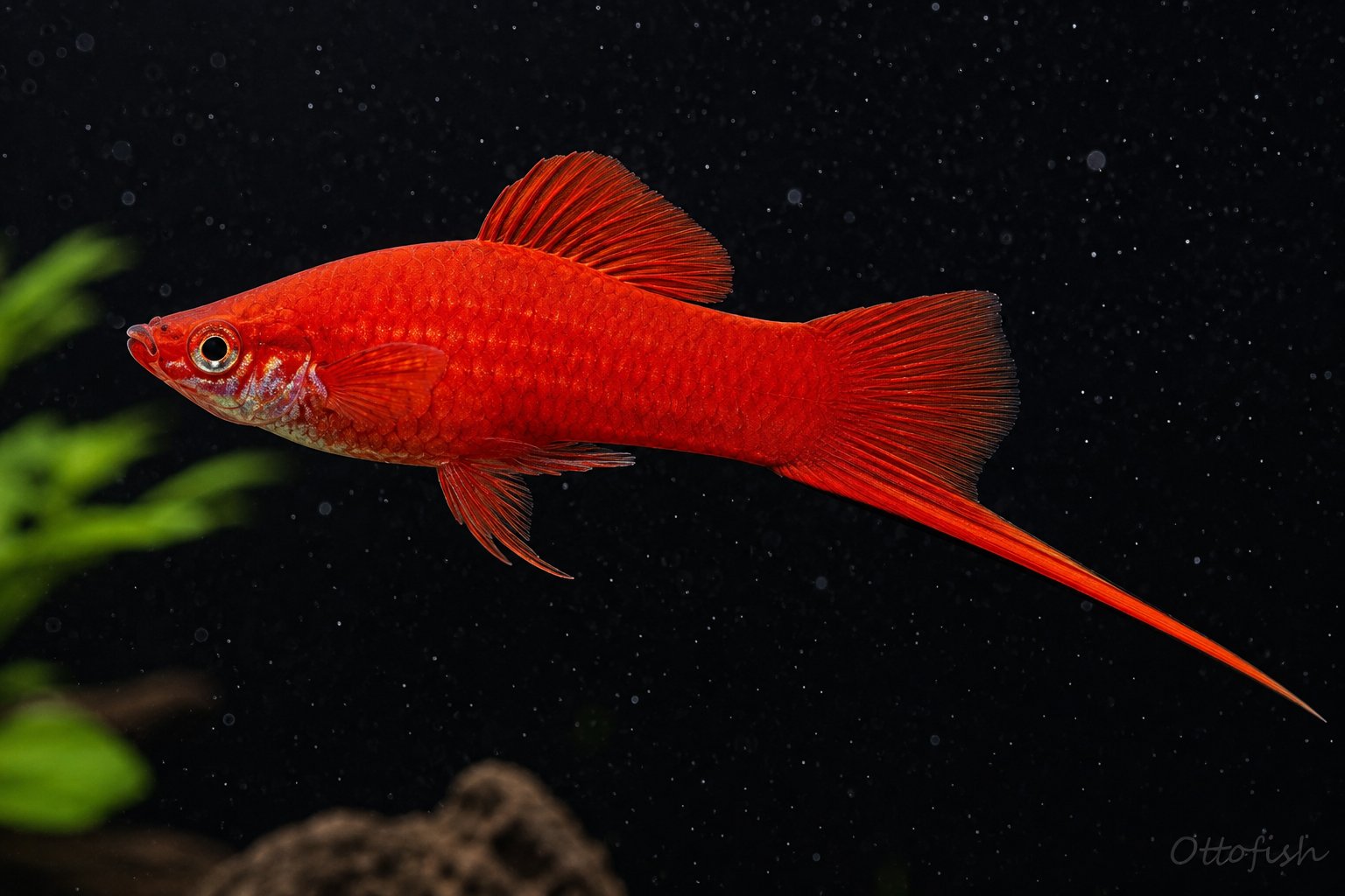 Меченосец (Xiphophorus hellerii)