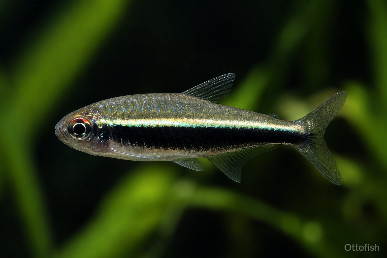 Неон чёрный (Hyphessobrycon herbertaxelrodi)