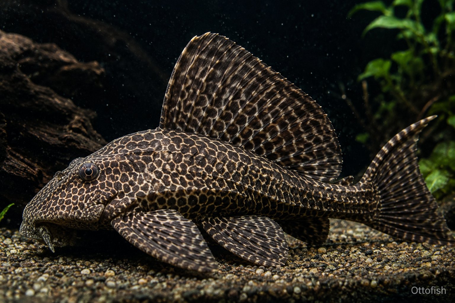 Птеригоплихт (Pterygoplichthys gibbiceps)