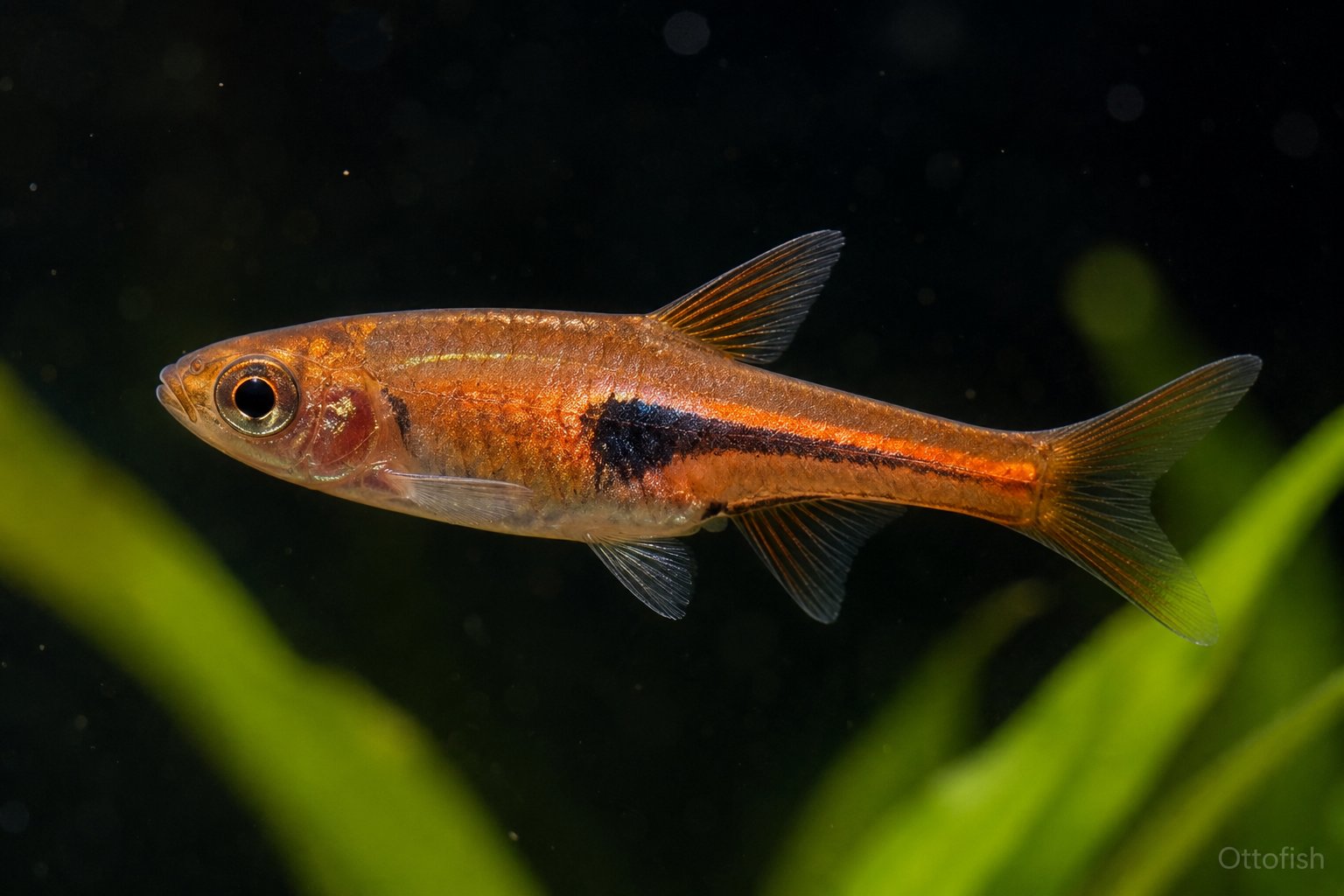 Расбора Эспеи (Trigonostigma espei)