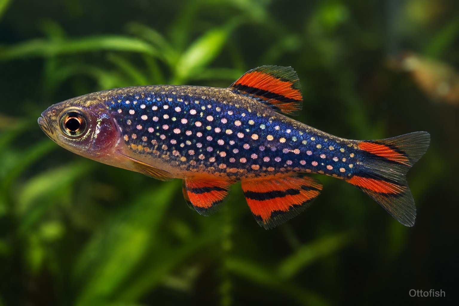 Расбора галактика (Celestichthys margaritatus)