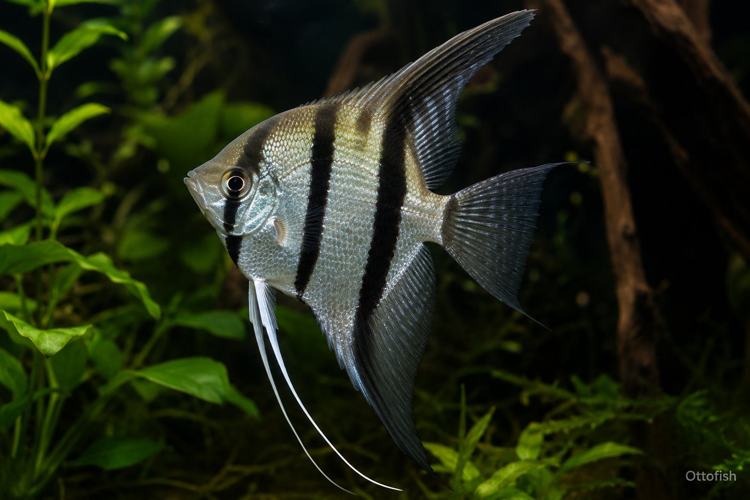 Скалярия (Pterophyllum scalare)