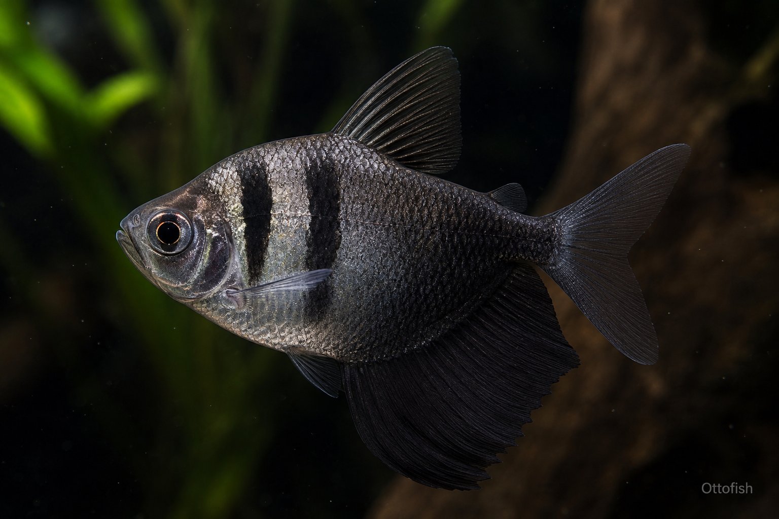Тернеция (Gymnocorymbus ternetzi)
