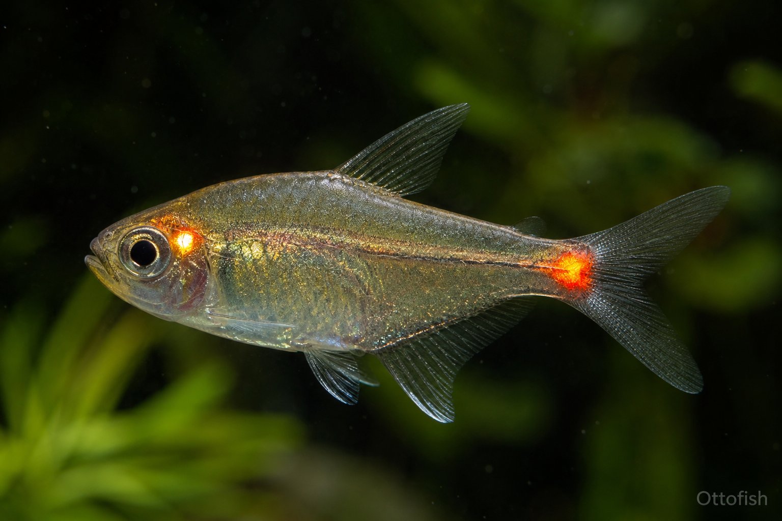 Тетра фонарик (Hemigrammus ocellifer)