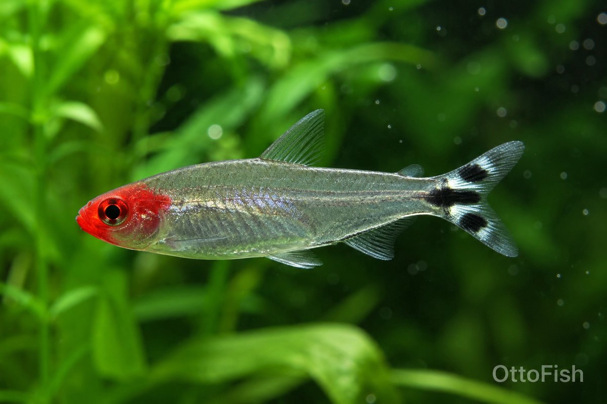 Тетра родостомус (Hemigrammus rhodostomus)