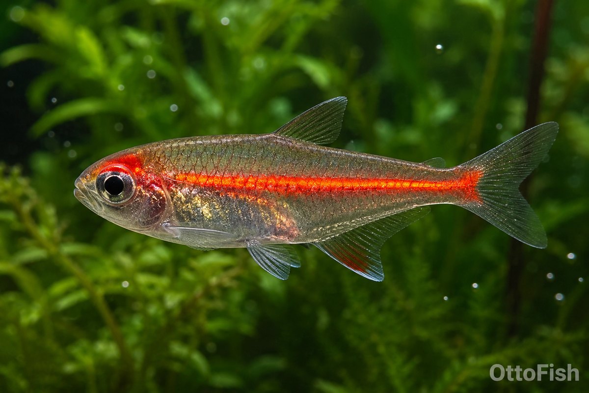 Тетра-светлячок (Hemigrammus erythrozonus)